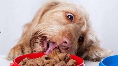 娱乐吃瓜菌狗狗视频,萌宠视频里的欢乐时光